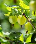Whitesmith Gooseberry - Raintree Nursery