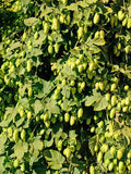 Willamette Hops - Raintree Nursery