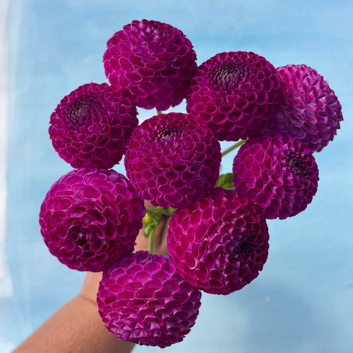 Willo Violet Dahlia Tuber