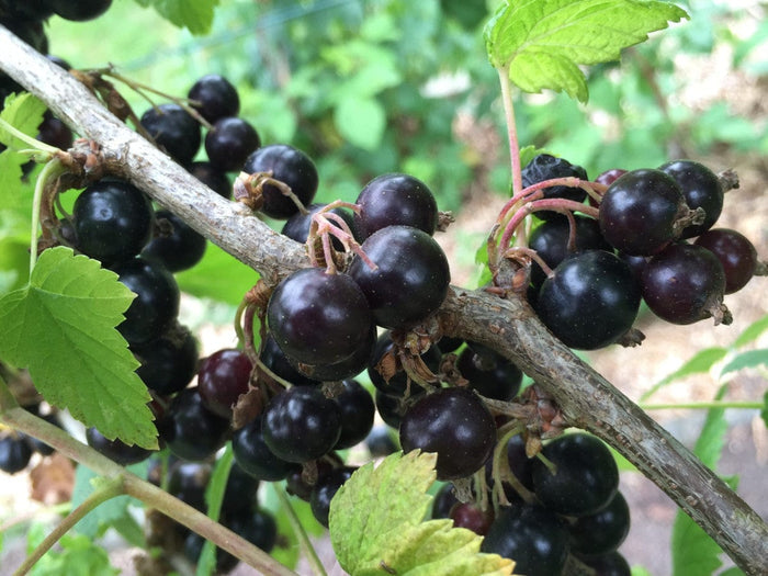 Willoughby Black Currant