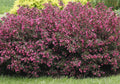 Wine & Roses® Weigela-Ornamentals-Alpha-1 Gallon Pot-
