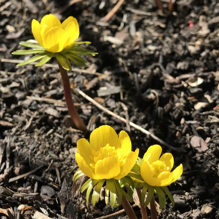 Winter Aconite vendor-unknown