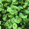 Winter Greens Mix