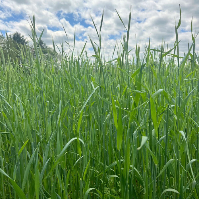 Winter Rye Cover Crop Seed