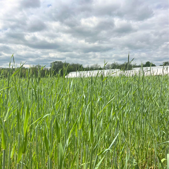 Winter Rye Cover Crop Seed