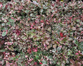 Winter Splash™ Wintergreen - Raintree Nursery