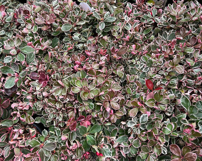 Winter Splash™ Wintergreen - Raintree Nursery