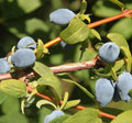 Yezberry® SOLO™-Berries-Raintree Prop-2 Quart Pot-
